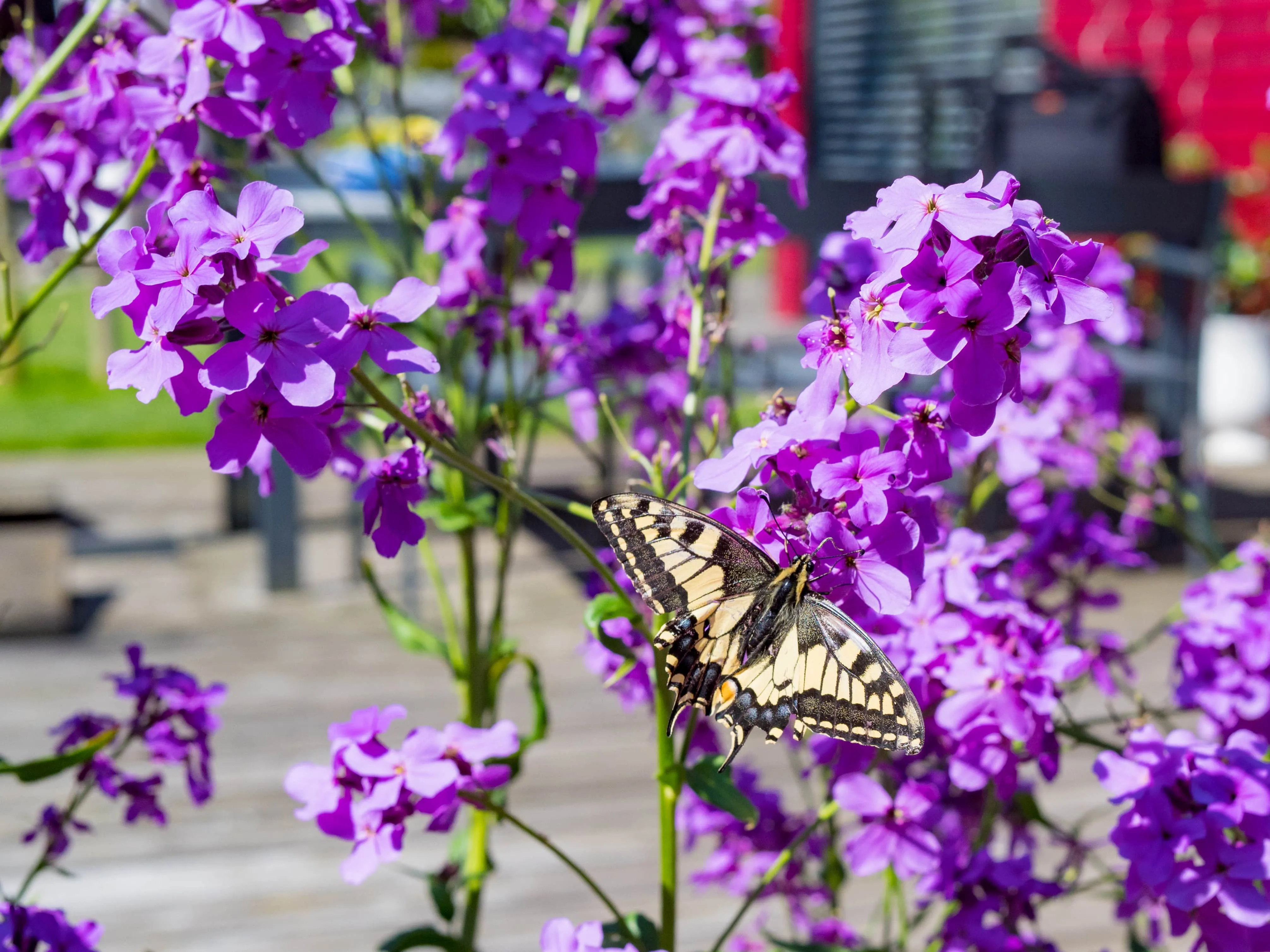 Blumen mit Schmetterling